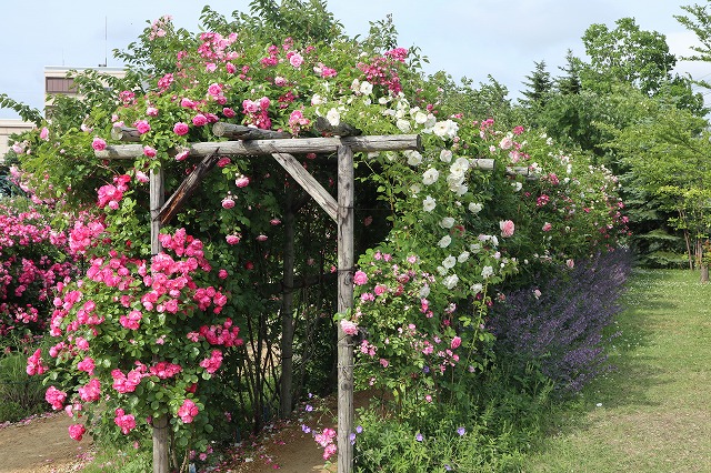７月のロイズガーデンの色々な種類のバラ