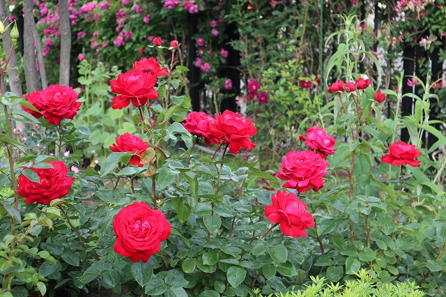 ７月のロイズガーデンの赤いバラ