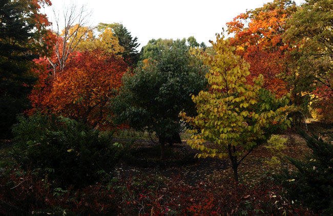 豊平公園の秋の様子