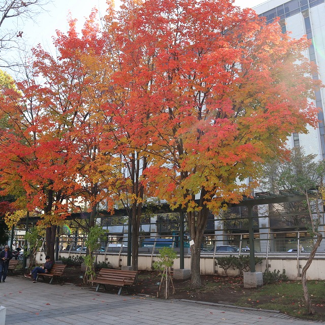 大通公園の紅葉