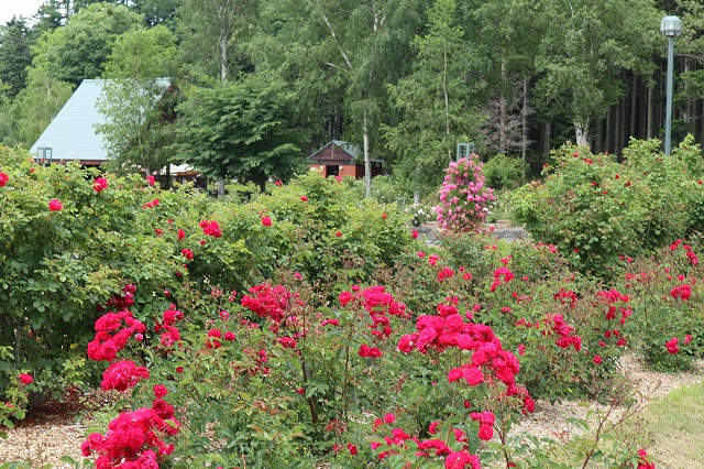 岩見沢公園の赤いバラ