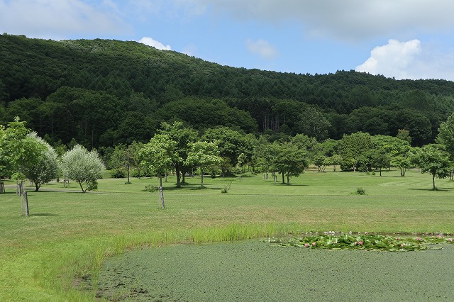 岩見沢公園の池
