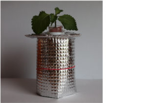 ペットボトルで作る水耕栽培容器　苗を入れた写真