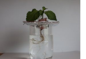 ペットボトルで作る水耕栽培容器