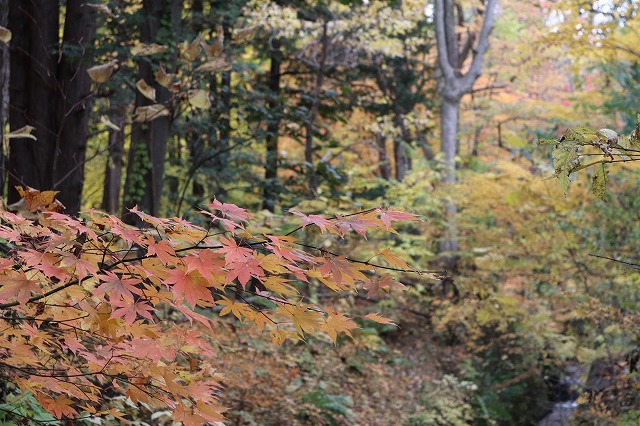 北海道の円山公園の紅葉