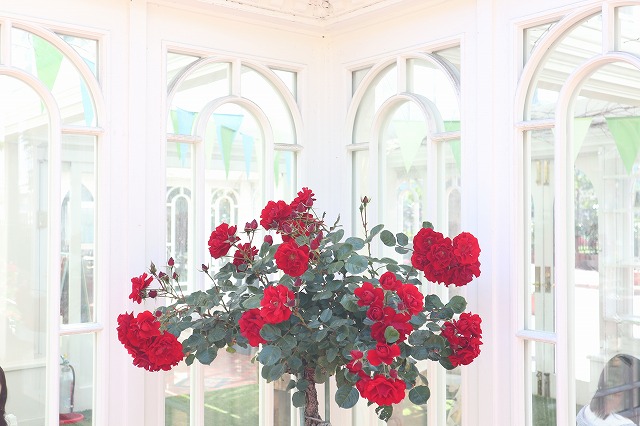 白い恋人パークの赤いバラ